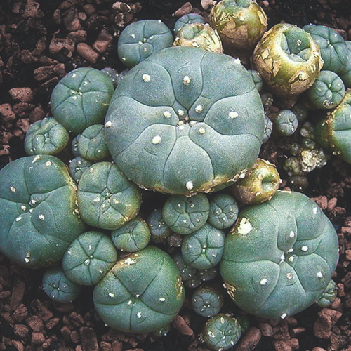 Buy-peyote-cactus, Peyote cactus, Lophophora Williamsii, Buy mescal button Online, hallucinogenic cactus