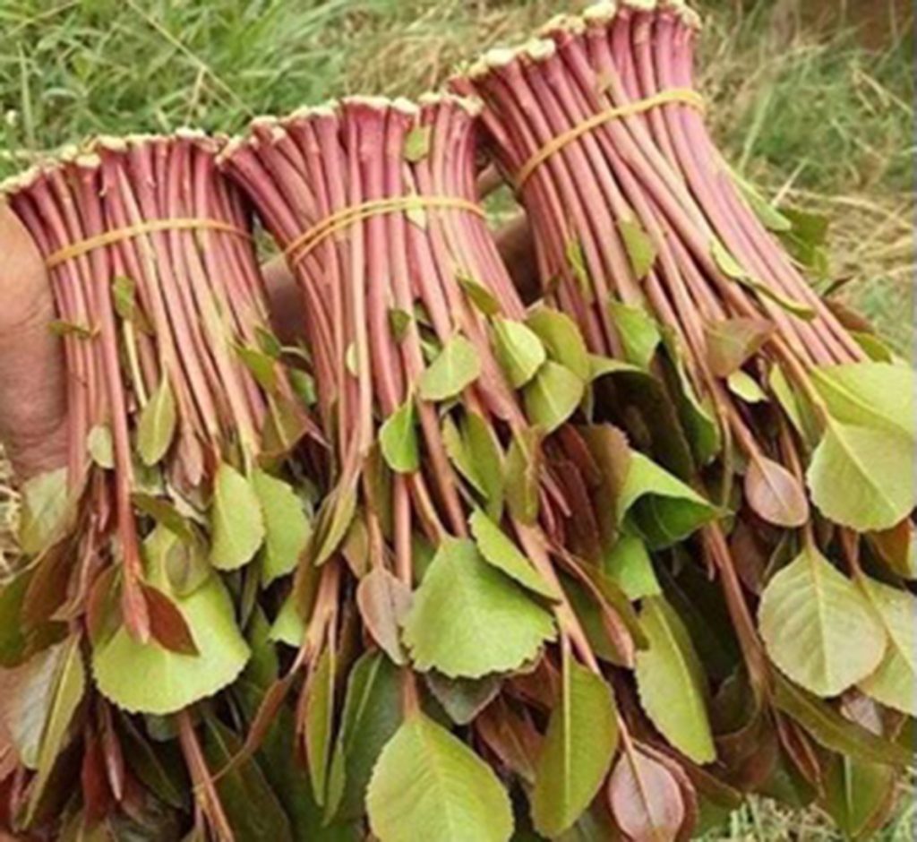 Qat sales, Khat, Catha Edulis, Qat, Edible Khat, Qat for sale, Catha for sale, where to buy khat online, buy khat online Canada, catha edulis for sale toronto, khat for sale vancouver, Is khat legal in ottawa, texas and khat, khat sale new york, can i buy khat online, what are the benefits of khat, Khat benefits,قات للبيع