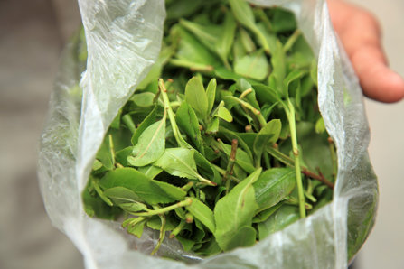 khat-in-the-bag, buy khat, khat sales,Khat, Catha Edulis, Qat, Edible Khat, Qat for sale, Catha for sale, where to buy khat online, buy khat online Canada, catha edulis for sale toronto, khat for sale vancouver, Is khat legal in ottawa, texas and khat, khat sale new york, can i buy khat online, what are the benefits of khat, Khat benefits,قات للبيع