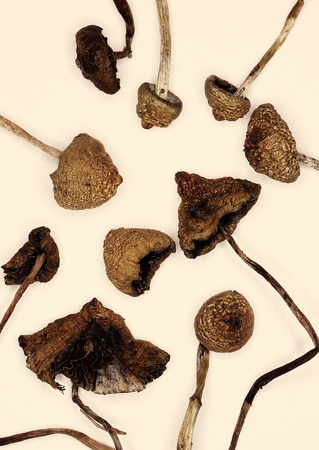 liberty-caps, Liberty Caps Mushroom, Liberty Caps , dmt, LSD, mushroom, psychedelic mushroom, psychedelics, shrooms liberty-caps, Liberty Caps Mushroom, Liberty Caps , dmt, LSD, mushroom, psychedelic mushroom, psychedelics, shrooms