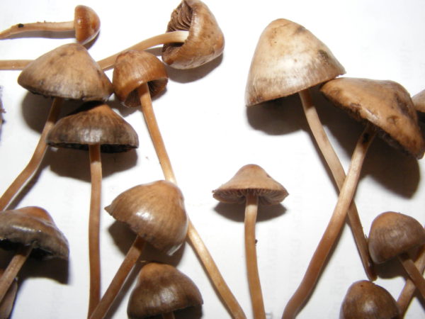 liberty-caps, Liberty Caps Mushroom, Liberty Caps , dmt, LSD, mushroom, psychedelic mushroom, psychedelics, shrooms liberty-caps, Liberty Caps Mushroom, Liberty Caps , dmt, LSD, mushroom, psychedelic mushroom, psychedelics, shrooms