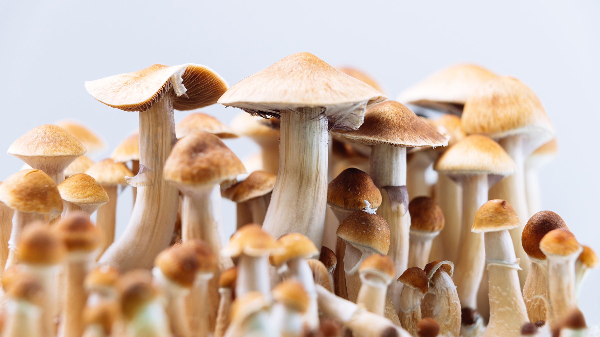 What's magic mushroom, magic mushroom, shrooms, psilocybin mushroom