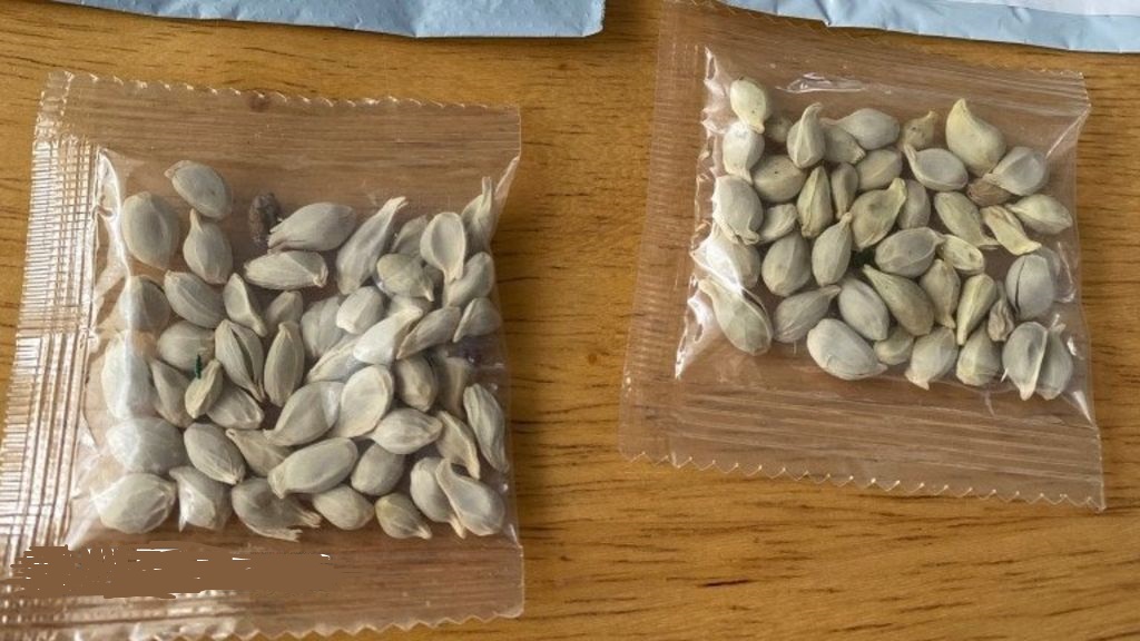 khat seeds, buy khat seeds online, Catha seeds for sale, Miraa seeds for sale, buy qat seeds online, atha edulis, khat, Abyssinian Tea, African Salad, Catha, Chat, Kat, Miraa, Oat, Qat, Quaadka,