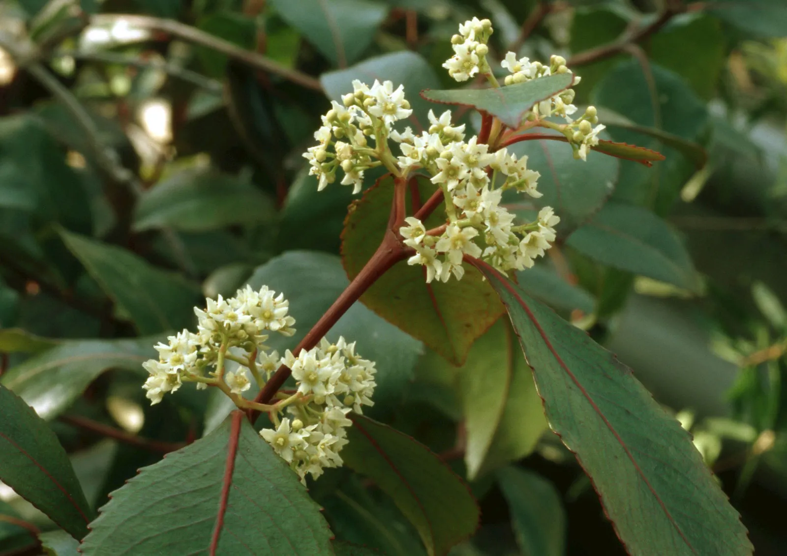 Khat In Australia For Sale, Buy catha edulis Australia, Australian Khat for sale, Khat catha edulis, Buy Khat tea online Northern Australia, Khat seeds Australia, Khat tree, Khat tree Australia, Khat tree Perth, Khat seeds for sale Melbourne,