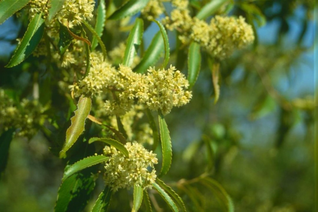 Catha Edulis Farming